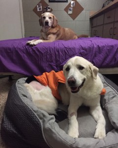 Belmont & Sadie on beds