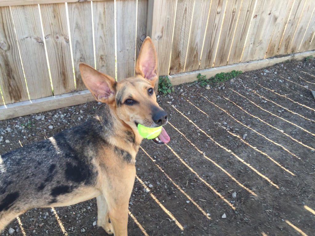 Playful pup stands in front of fence with tennis ball in mouth and looks up-at Red Rover Dog Daycare and Boarding in Nashville