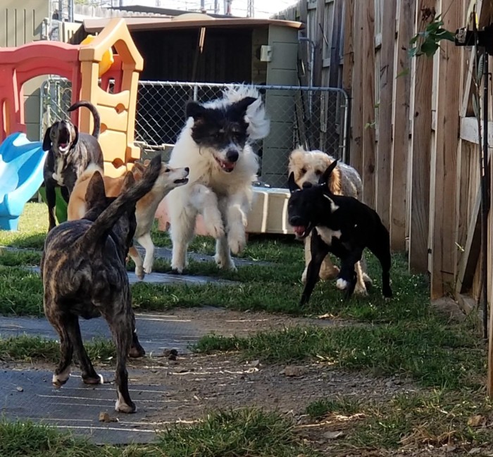 Six Dogs Running and Playing Outside Red Rover Pet Services LLC Dog Daycare and Boarding