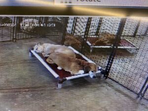 Dogs sleeping together on a bed, seen from webcam