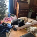pictures of poodle rescues