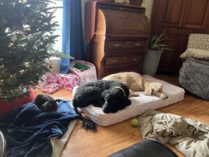pictures of poodle rescues