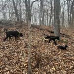 Poodles in the woods, part II