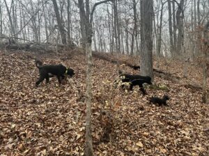 Poodles in the woods, part II