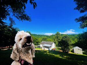 Poodle and beautiful Nashville countryside