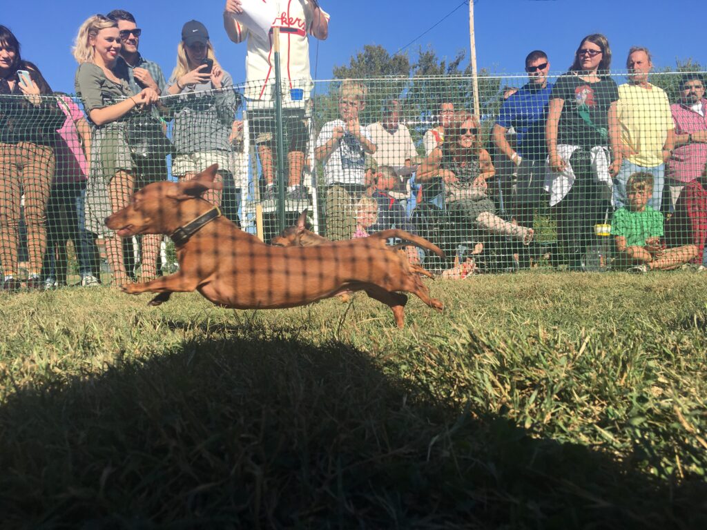 Dachshund Running