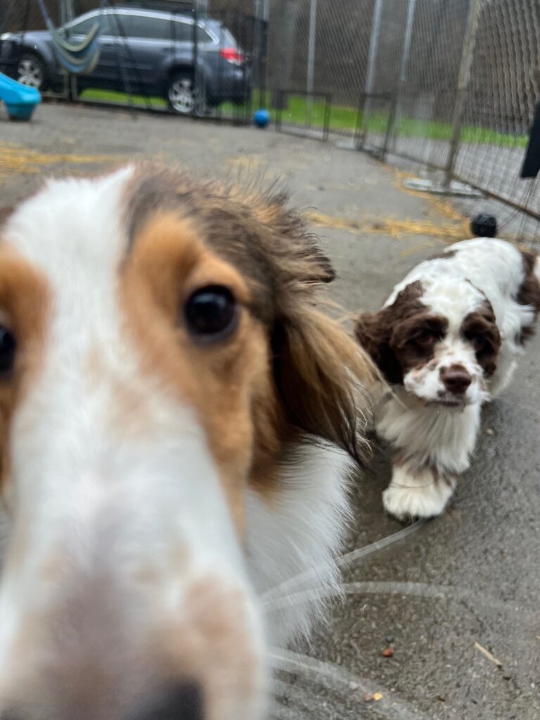 Dogs Crowd the Camera