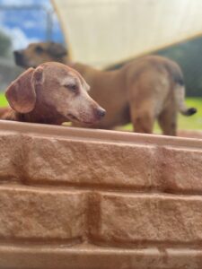 Dogs in the Pool