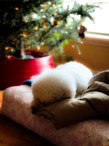 Bichon sleeping under the tree